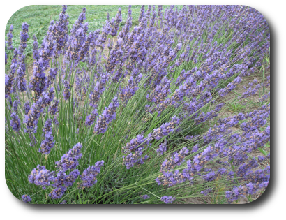 Arbusti di Lavanda